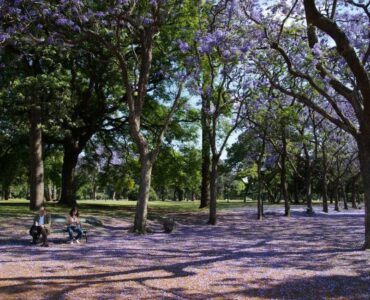 De mooie maar plakkerige paars gekleurde ‘jacarandas’ bomen in Spanje