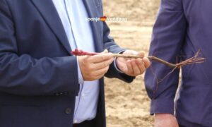 Een kleine druivenstruik in de handen van een man