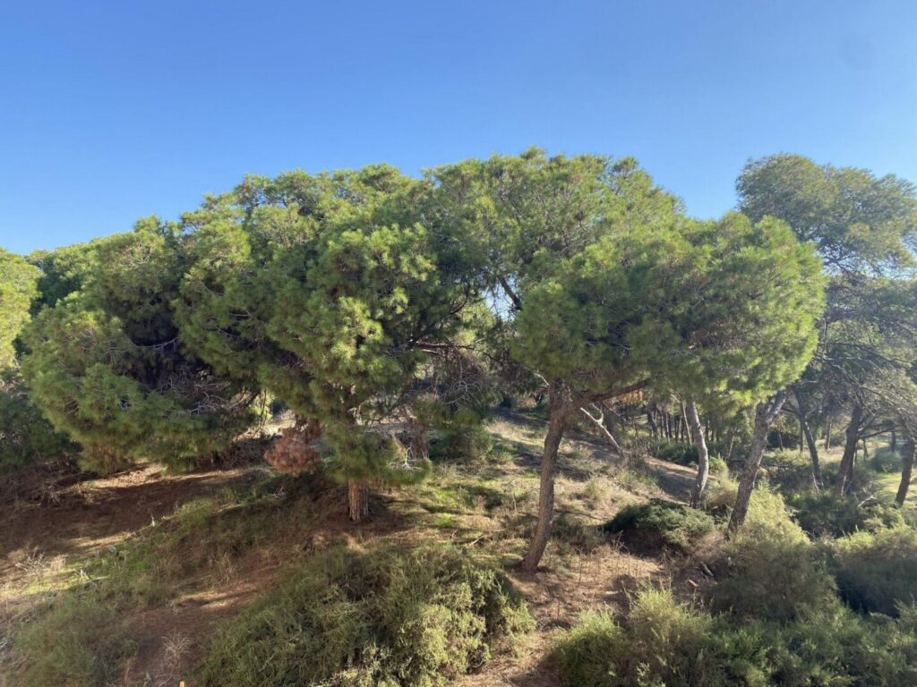 Nieuwbouw Appartement Te koop in Guardamar Del Segura in Spanje, gelegen aan de Costa Blanca-Zuid