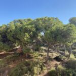 Nieuwbouw Project in Guardamar Del Segura in Spanje, gelegen aan de Costa Blanca-Zuid